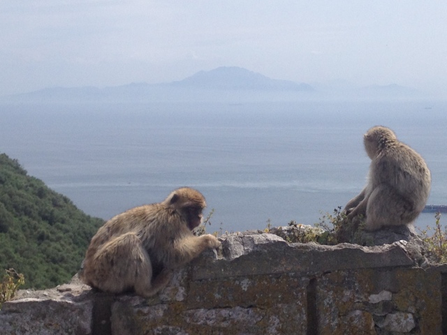 Apor på Gibraltarberget - Afrika i horisonten